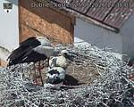 Capi_Dubne_20260625_133503.jpg