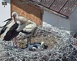 Capi_Dubne_20260625_134003.jpg