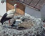 Capi_Dubne_20260625_134503.jpg