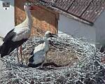 Capi_Dubne_20260625_135003.jpg