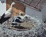 Capi_Dubne_20260625_140003.jpg