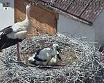Capi_Dubne_20260625_140503.jpg