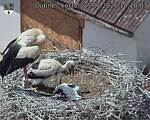 Capi_Dubne_20260625_141003.jpg