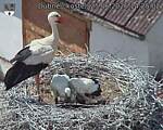 Capi_Dubne_20260625_142502.jpg
