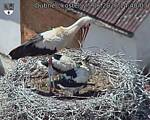 Capi_Dubne_20260625_144003.jpg