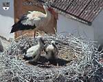 Capi_Dubne_20260625_144503.jpg
