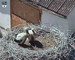 Capi_Dubne_20260625_145003.jpg