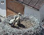 Capi_Dubne_20260625_145503.jpg