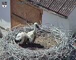 Capi_Dubne_20260625_150503.jpg