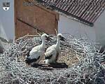 Capi_Dubne_20260625_153503.jpg