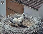 Capi_Dubne_20260625_154003.jpg