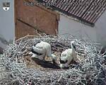 Capi_Dubne_20260625_154502.jpg