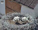 Capi_Dubne_20260625_155003.jpg