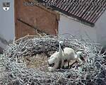 Capi_Dubne_20260625_155503.jpg