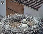 Capi_Dubne_20260625_160003.jpg