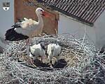 Capi_Dubne_20260625_161003.jpg