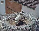 Capi_Dubne_20260625_162003.jpg