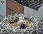 Capi_Dubne_20260625_171003.jpg