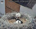 Capi_Dubne_20260625_172003.jpg