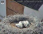 Capi_Dubne_20260625_175003.jpg