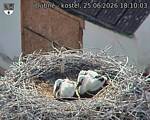 Capi_Dubne_20260625_181003.jpg