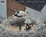 Capi_Dubne_20260625_183002.jpg
