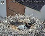 Capi_Dubne_20260625_183504.jpg