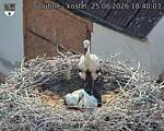 Capi_Dubne_20260625_184003.jpg