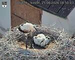 Capi_Dubne_20260625_185003.jpg