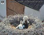 Capi_Dubne_20260625_191003.jpg