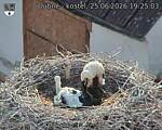 Capi_Dubne_20260625_192503.jpg