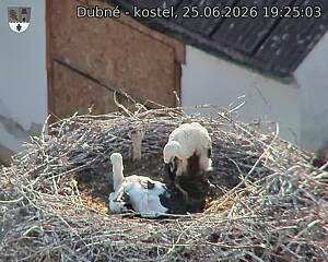Capi_Dubne_20260625_192503.jpg (1350&nbsp;x&nbsp;1080)