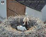 Capi_Dubne_20260625_193502.jpg