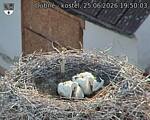 Capi_Dubne_20260625_195003.jpg