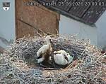 Capi_Dubne_20260625_200003.jpg