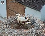 Capi_Dubne_20260625_203003.jpg