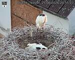 Capi_Dubne_20260625_205503.jpg