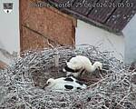 Capi_Dubne_20260625_210503.jpg