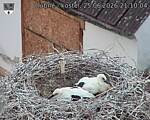 Capi_Dubne_20260625_211004.jpg