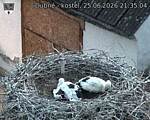 Capi_Dubne_20260625_213504.jpg