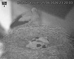 Capi_Dubne_20260625_232003.jpg