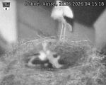 Capi_Dubne_20260626_041518.jpg