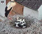 Capi_Dubne_20260626_050003.jpg