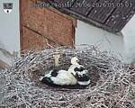 Capi_Dubne_20260626_050503.jpg