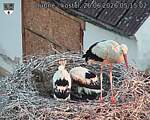 Capi_Dubne_20260626_051502.jpg