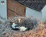 Capi_Dubne_20260626_052503.jpg