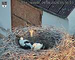 Capi_Dubne_20260626_053003.jpg