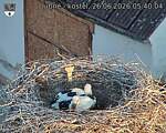 Capi_Dubne_20260626_054004.jpg