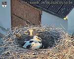 Capi_Dubne_20260626_055004.jpg