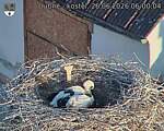 Capi_Dubne_20260626_060004.jpg